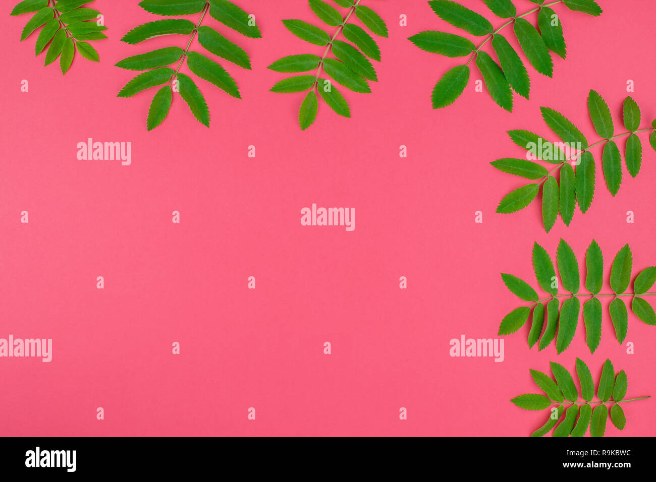 Creative flat lay top view pattern with fresh green rowan tree leaves ...
