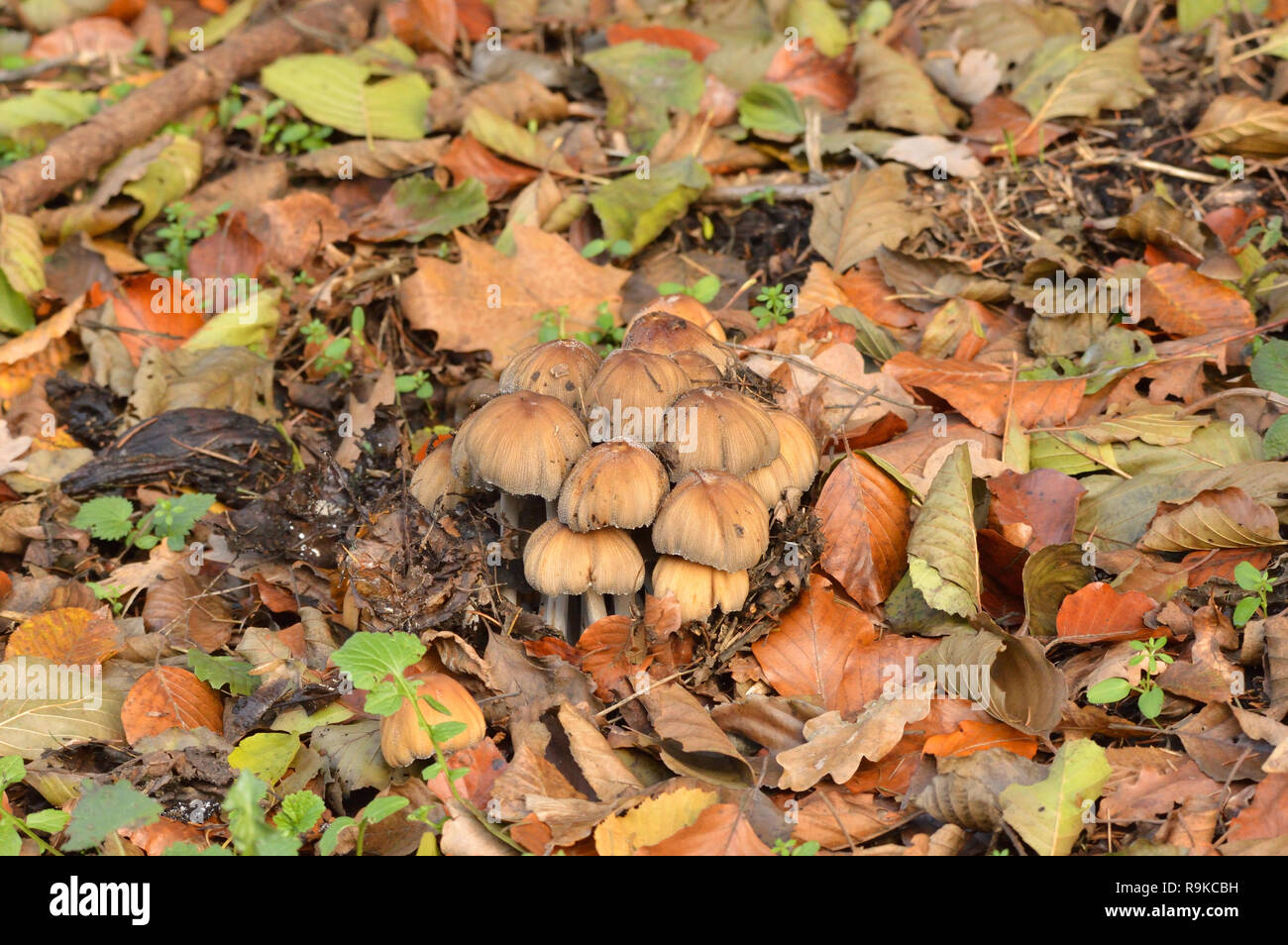 Glistening Inkcap mushrooms during autumn, Bergisches Land, Germany. Stock Photo