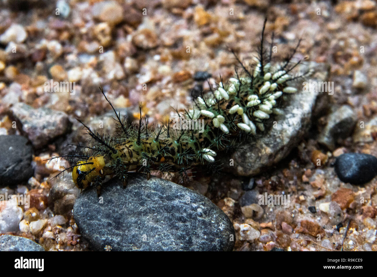 A poisoning caterpillar with its larvas, Podocarpus National park, Ecuador Stock Photo