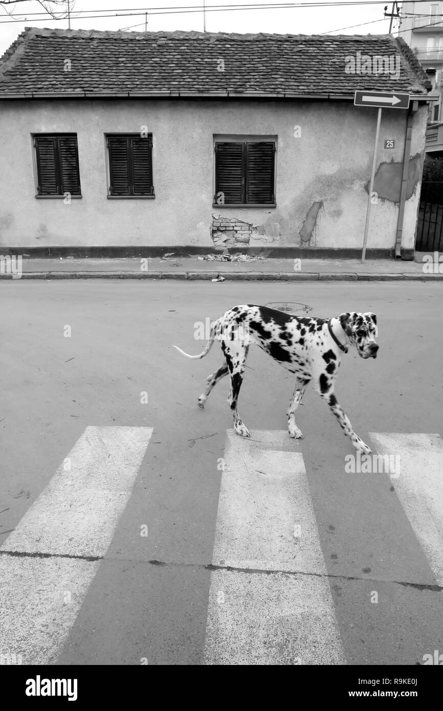 Dalmatian Dog Street Walking - zebra crossing, black and white photography, urban life Stock Photo