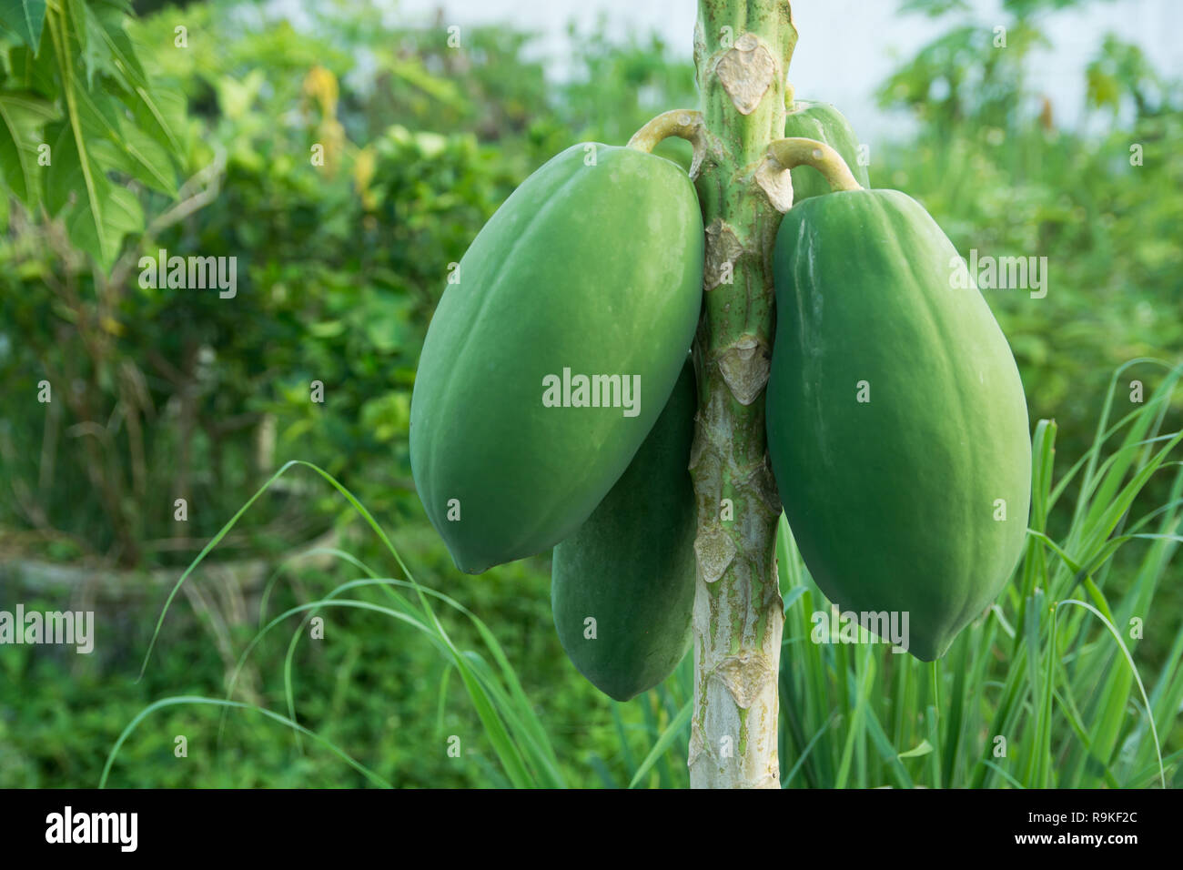 unripe green papaya hanging from a papaya tree. Papaya tree and bunch ...