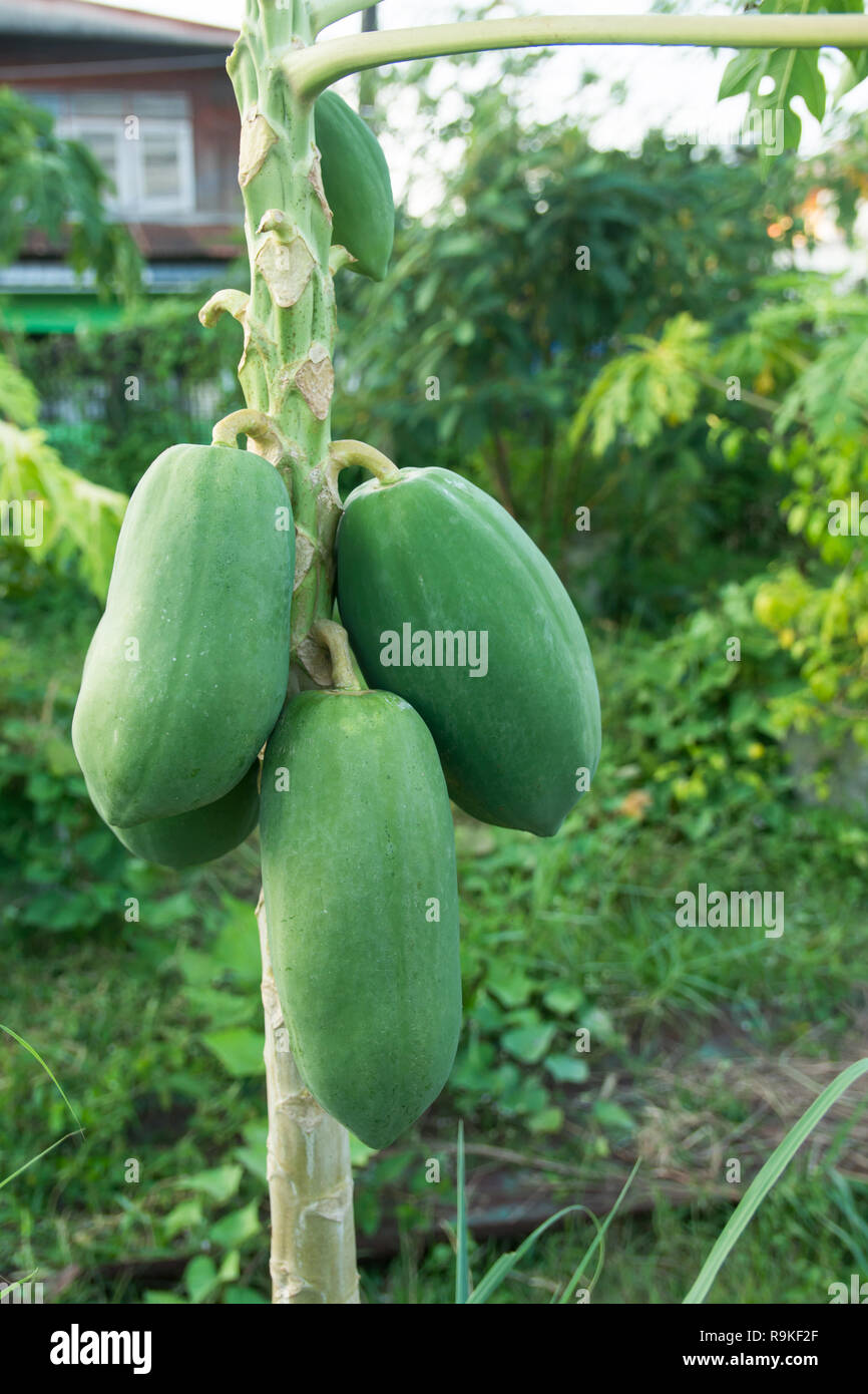 unripe green papaya hanging from a papaya tree. Papaya tree and bunch ...