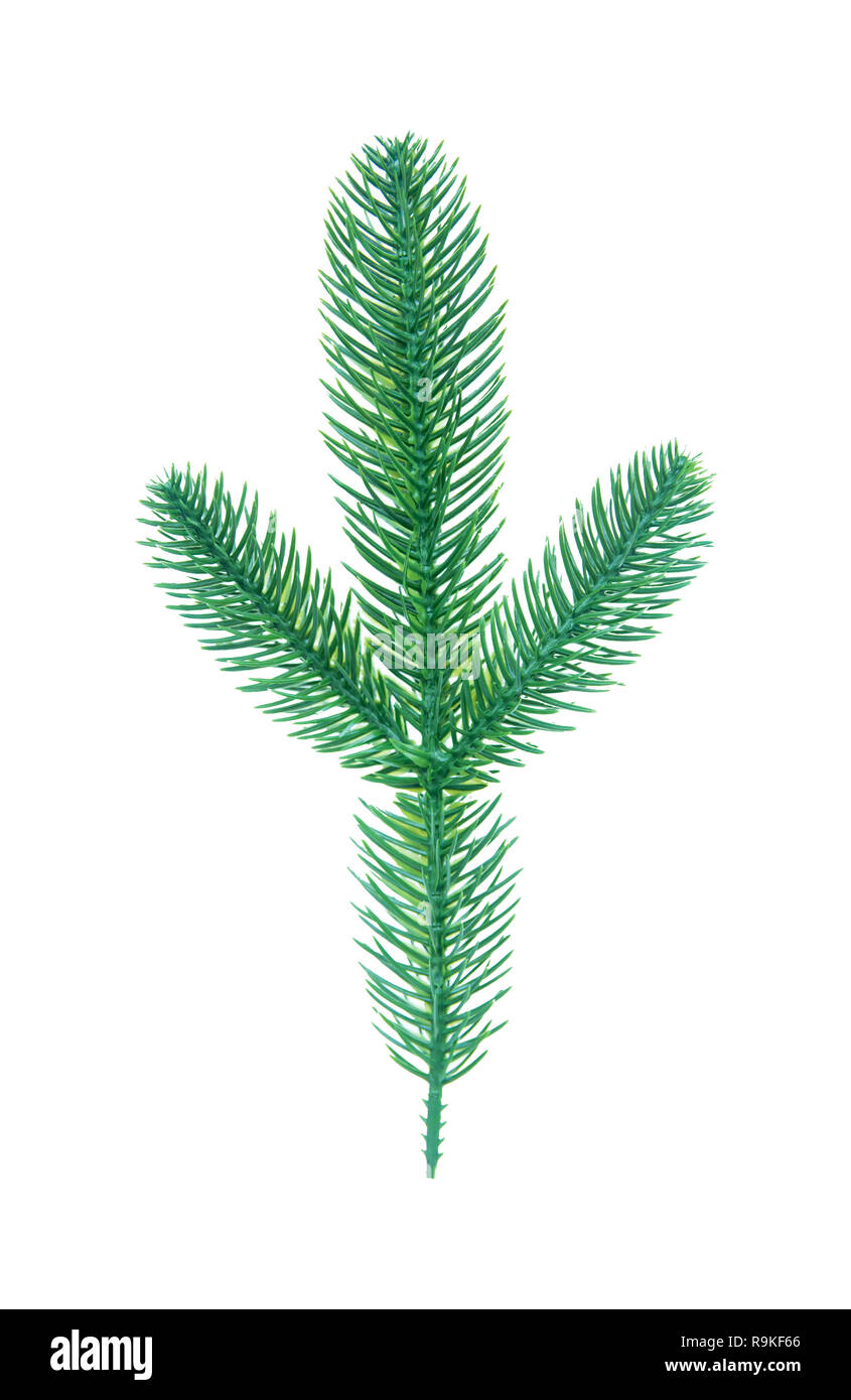 Christmas tree pine branches isolated on white background with clipping