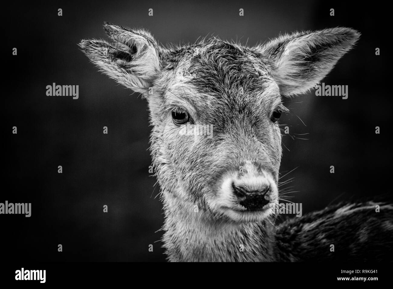 Fallow deer (Damwild / Dama dama) in the winter - black white photography Stock Photo