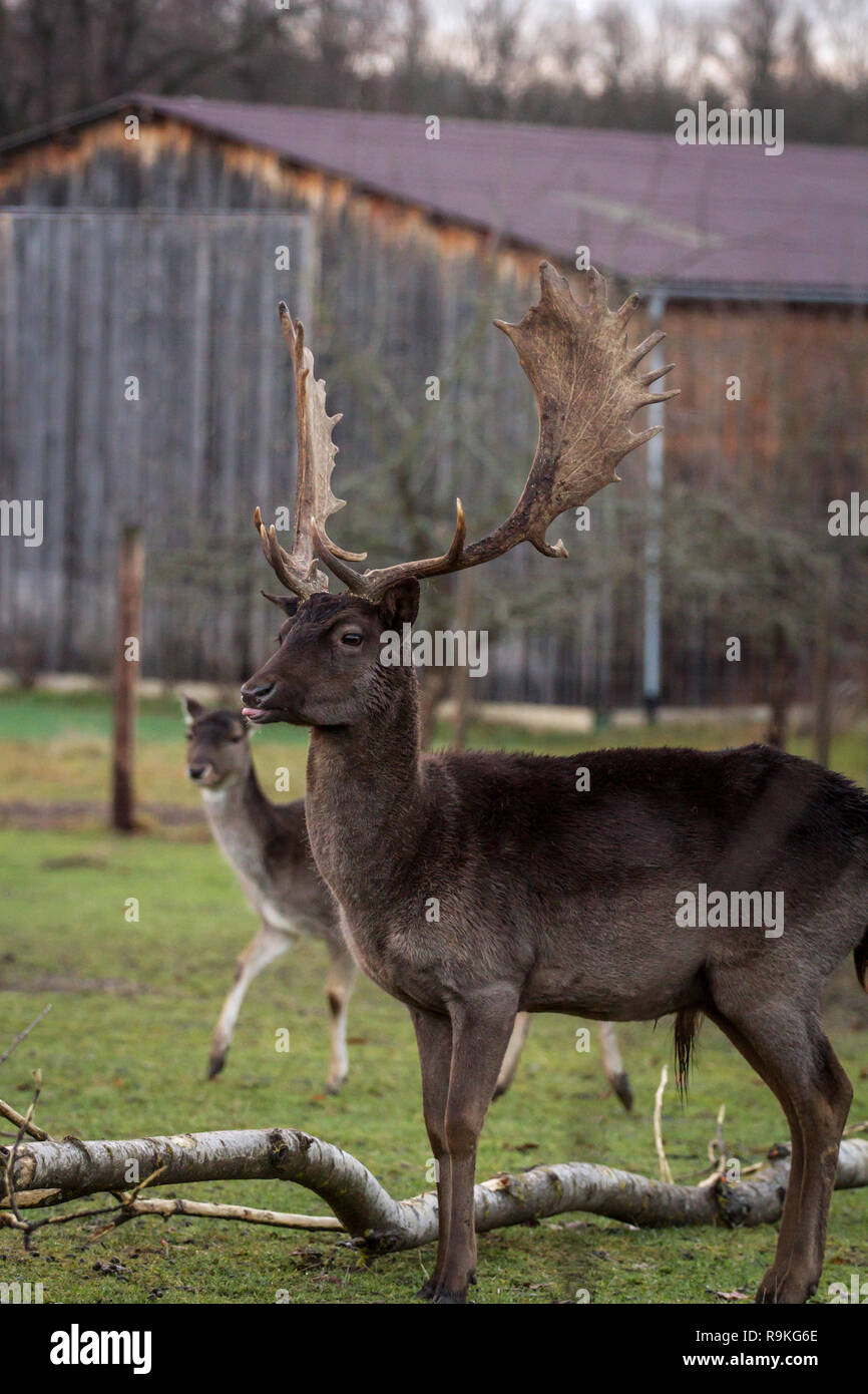 Fallow deer (Damwild / Dama dama) in the winter Stock Photo