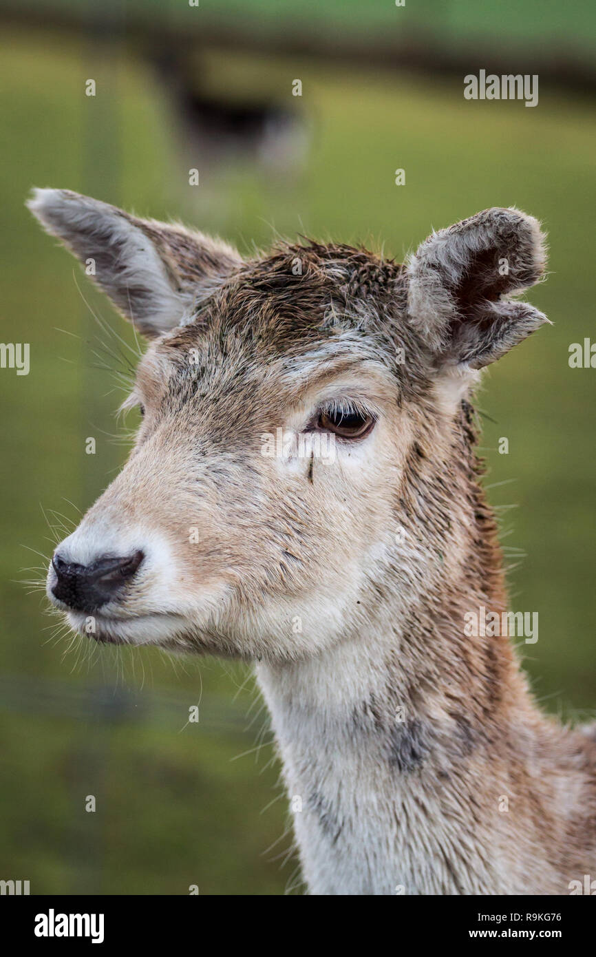 Fallow deer (Damwild / Dama dama) in the winter Stock Photo
