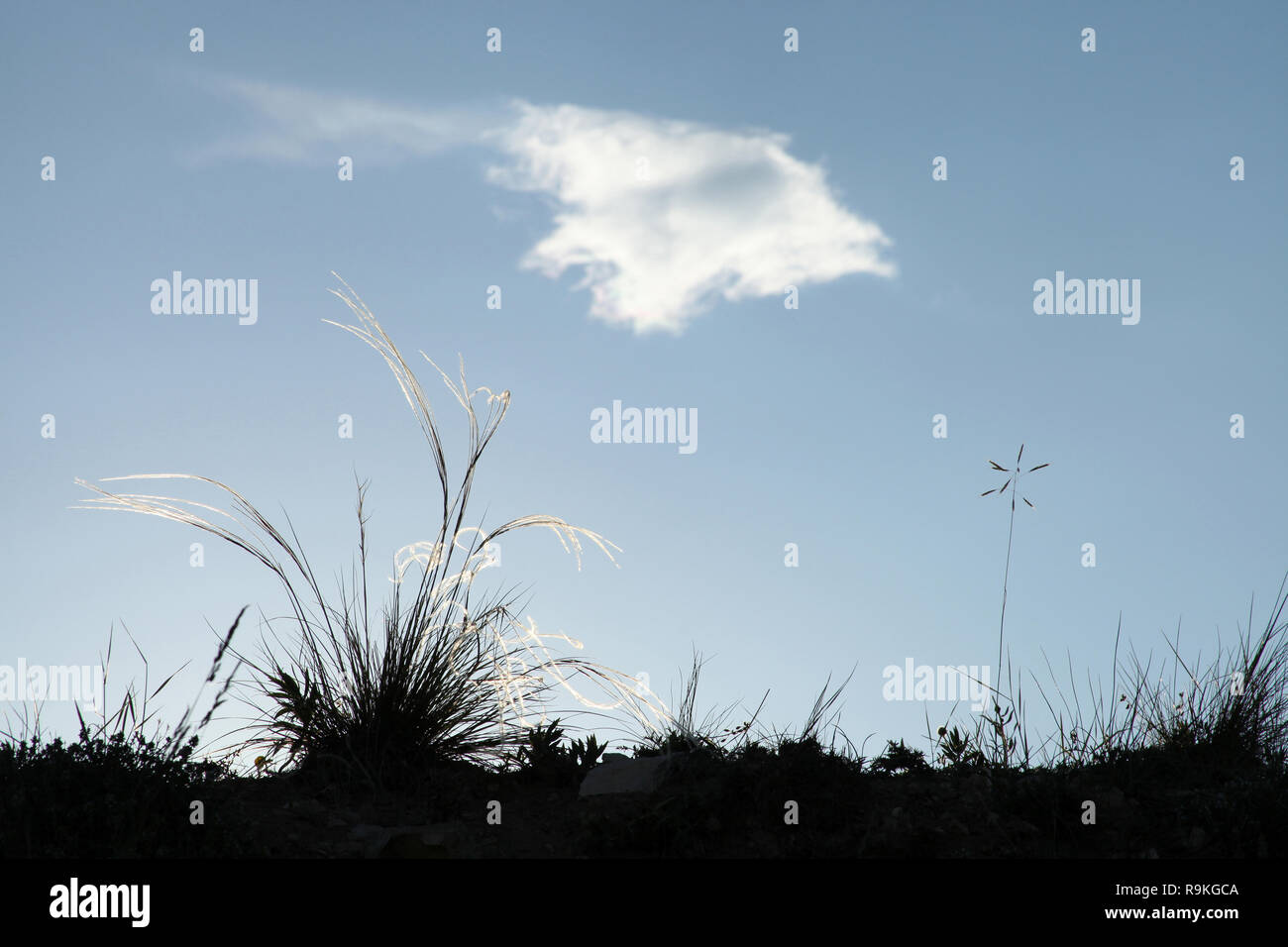 Japanese Plume Grass Over Blue Sky Stock Photo