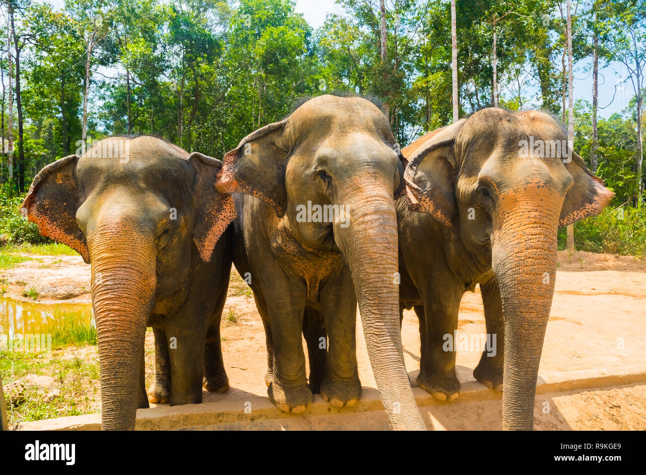 Group of Three Elephants at Vinpearl Safari Phu Quoc park with exotic