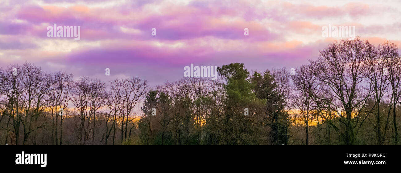 weather phenomenons, pink and purple polar stratospheric clouds in the sky, forest landscape background Stock Photo