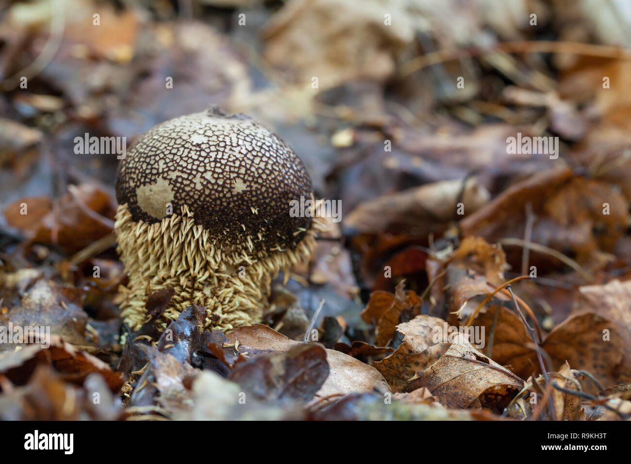 Spiny puffball mushroom Stock Photo
