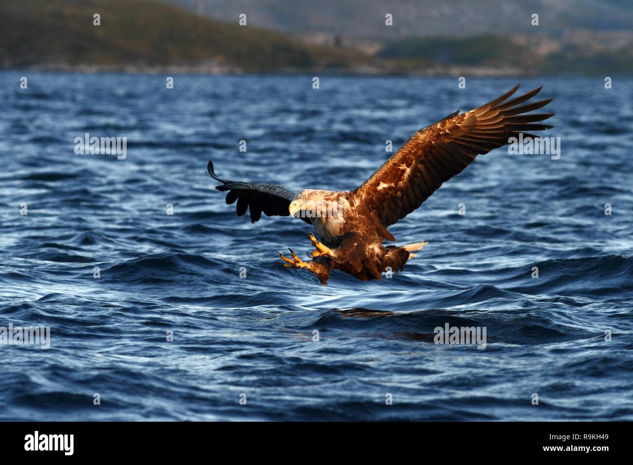 White Tailed Eagle In Flight Hunting Fish From Seanorway
