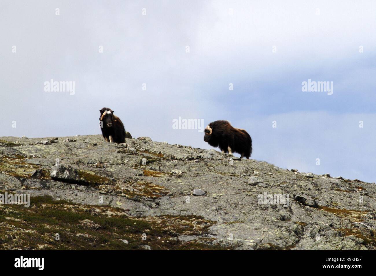 Family of Muskox (Ovibos moschatus) standing on horizont in Greenland. Mighty wild beasts. Big animals in the nature habitat, Arctic and landscape wit Stock Photo - Alamy Family of Muskox (Ovibos moschatus) standing on horizont in Greenland. Mighty wild beasts. Big animals in the nature habitat, Arctic and landscape wit Stock Photo - Alamy