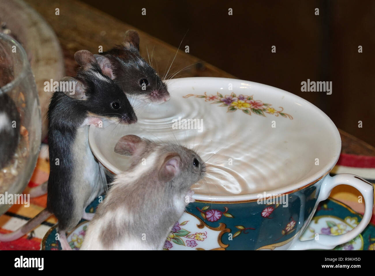 Three mice drinking water from a cup Stock Photo - Alamy