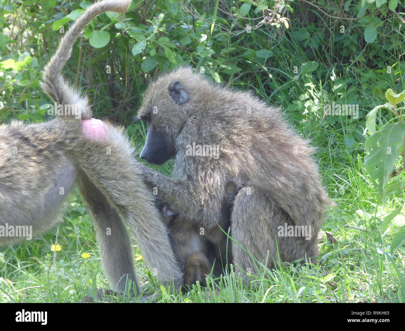 Olive Baboon (Papio anubis), also called the Anubis Baboon grooming each other. Photographed in Arusha National Park, Tanzania, Africa Stock Photo