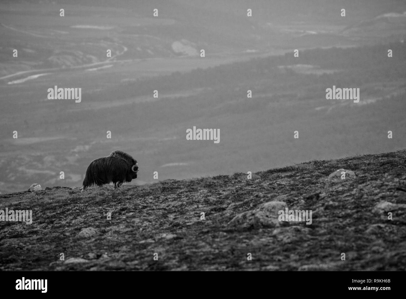 Muskox (Ovibos moschatus) standing on horizont in Greenland. Mighty wild beast. Big animals in the nature habitat, landscape with grass and snow in ba Stock Photo
