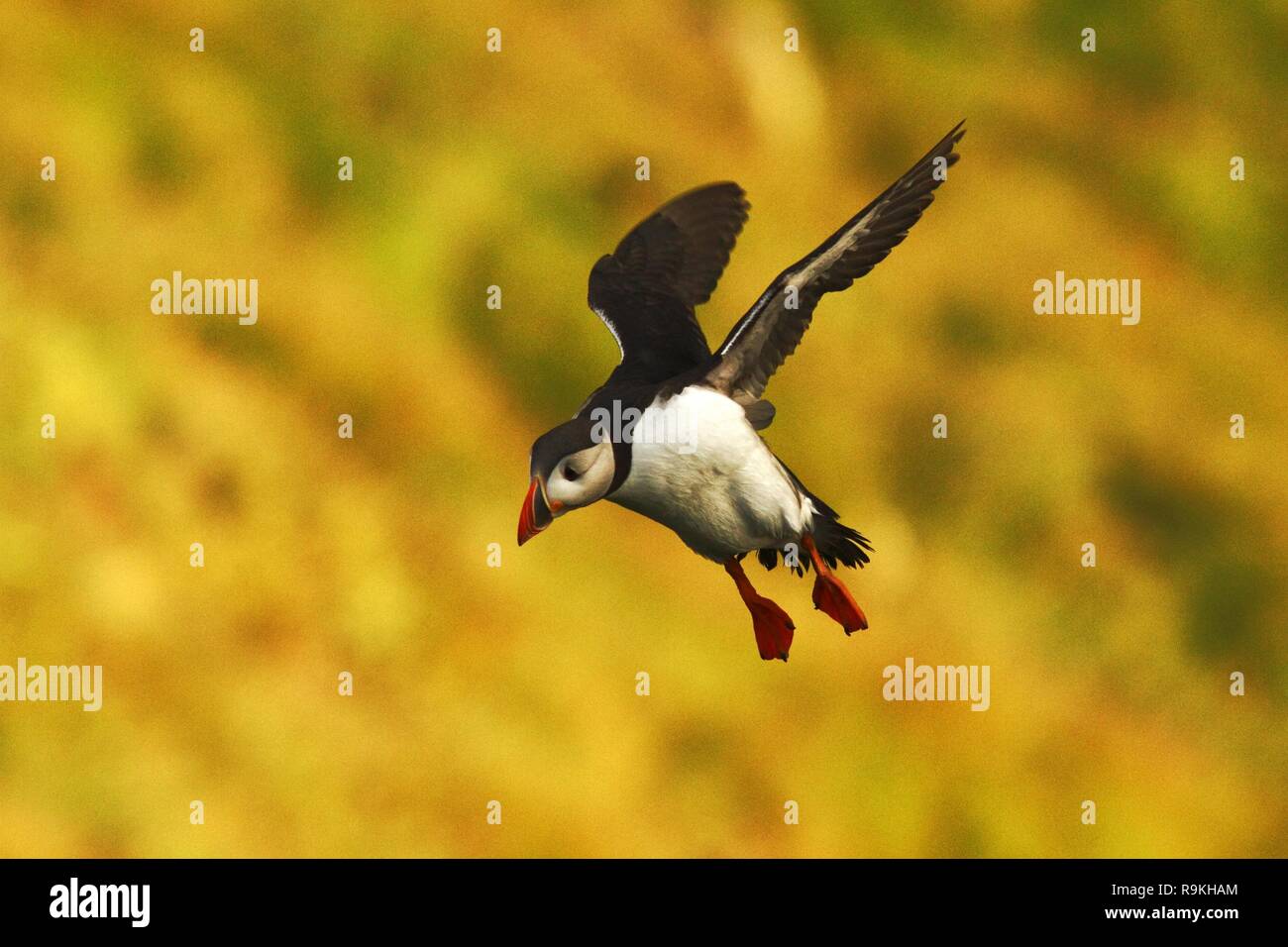 Flying puffin, Atlantic Puffin, Fratercula artica, arctic black and white cute bird with red bill on yellow background, outstretched wings, Island, co Stock Photo