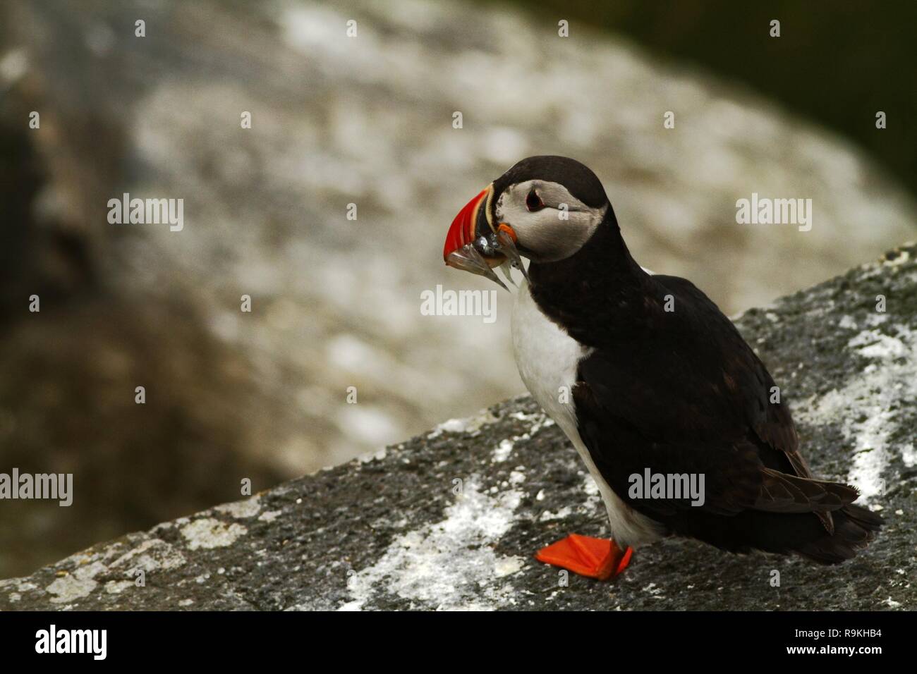 Atlantic Puffin sitting on cliff, bird in nesting colony, arctic black and white cute bird with colouful beak, bird on rock, green background, Norway, Stock Photo