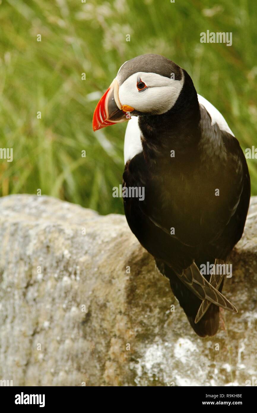 Atlantic Puffin sitting on cliff, bird in nesting colony, arctic black and white cute bird with colouful beak, bird on rock, green background, Norway, Stock Photo