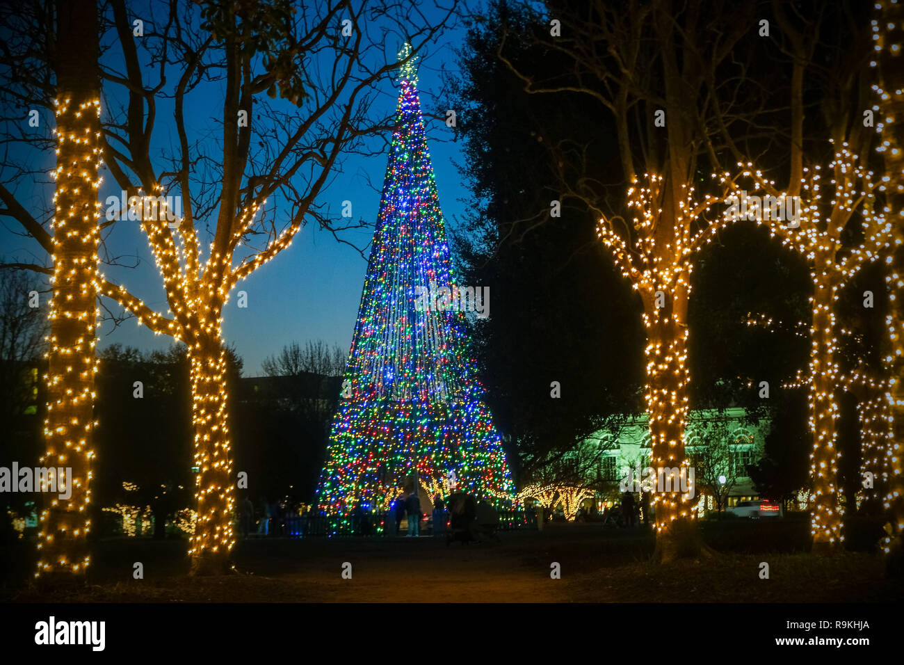 The Charleston City Christmas Tree Lights Up At Twilight In Marion The Charleston City Christmas Tree Lights Up At Twilight In Marion Square South Carolina