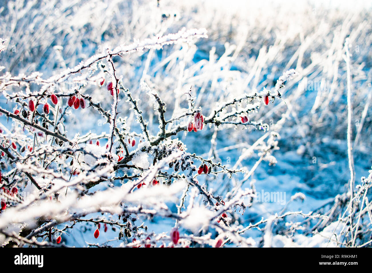 Bush with berries. Berries covered with frost and ice. Ice glows from the bright light of the sun Stock Photo