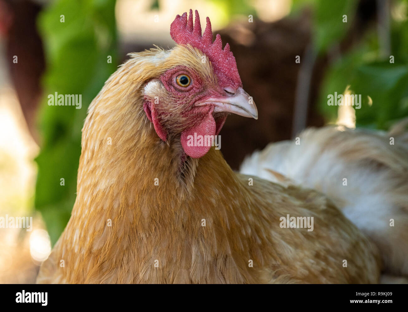Buff Orpington hen chicken in yard Stock Photo