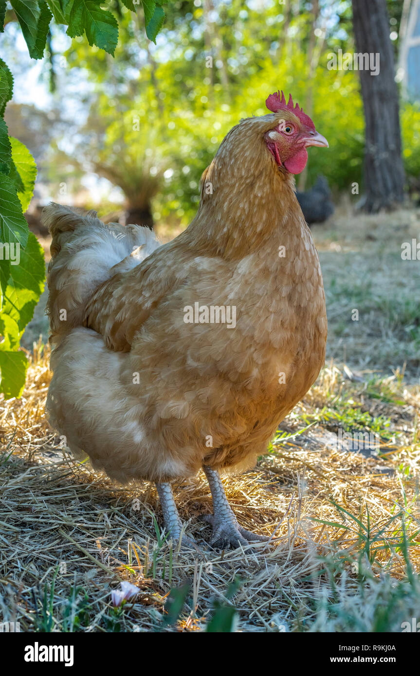 Buff Orpington hen chicken in yard Stock Photo