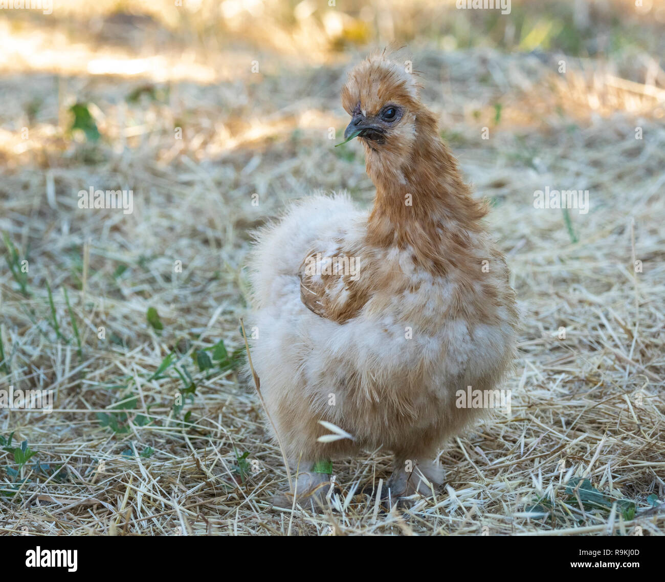 Silkie hen chicken Stock Photo