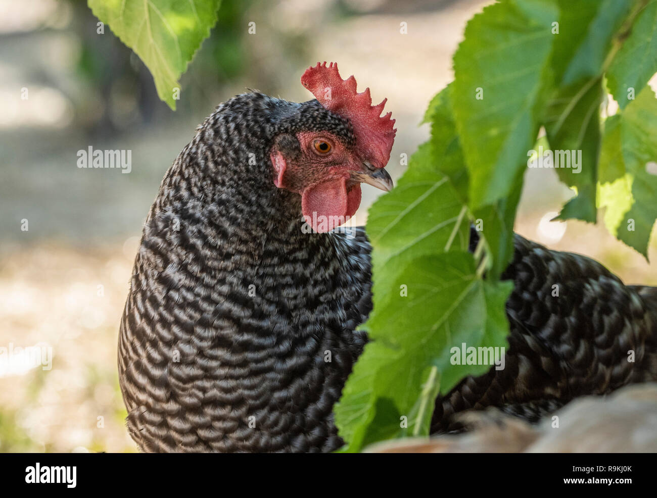 Free ranging Barred Rock hen chicken in yard Stock Photo