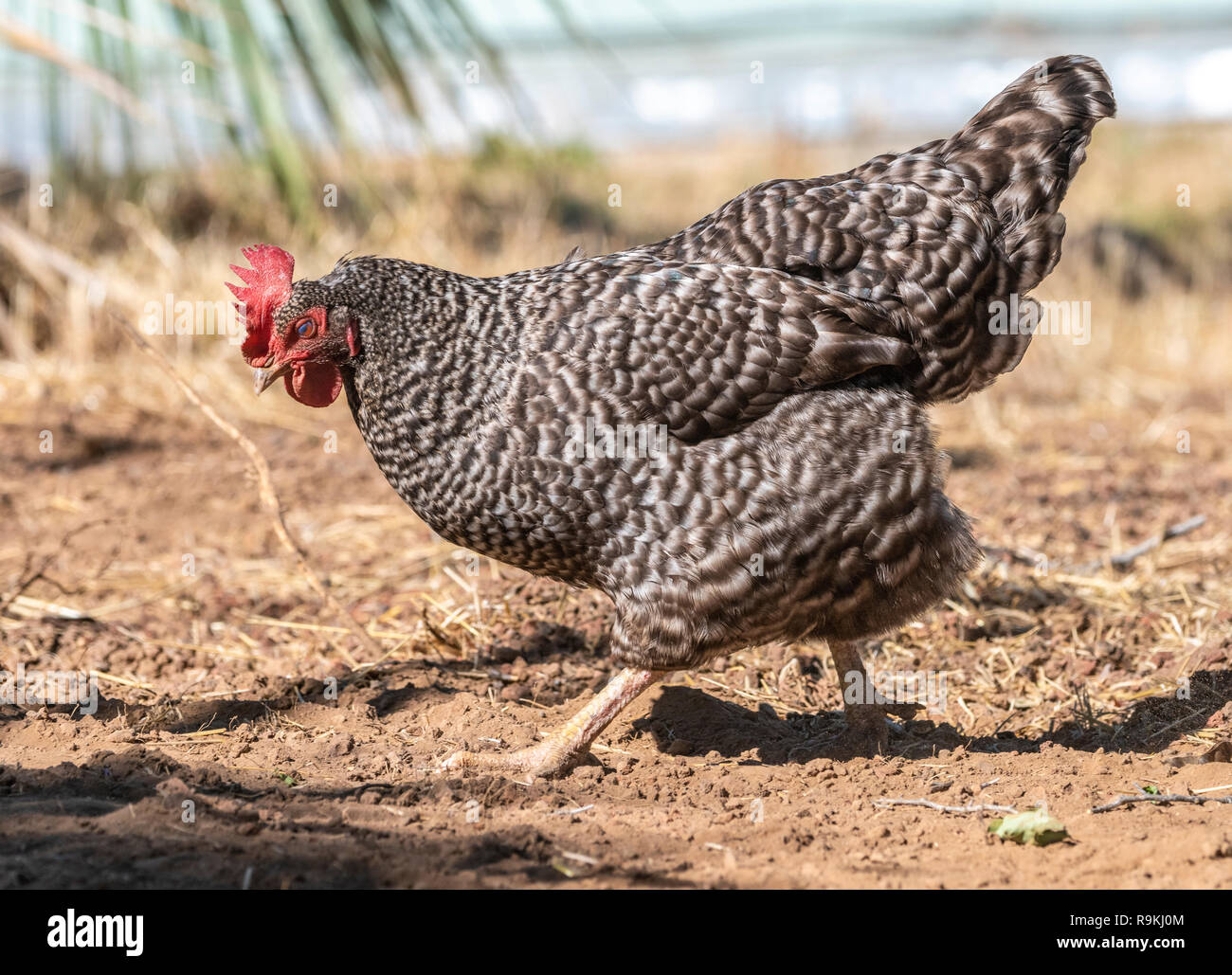 Free ranging Barred Rock hen chicken in yard Stock Photo