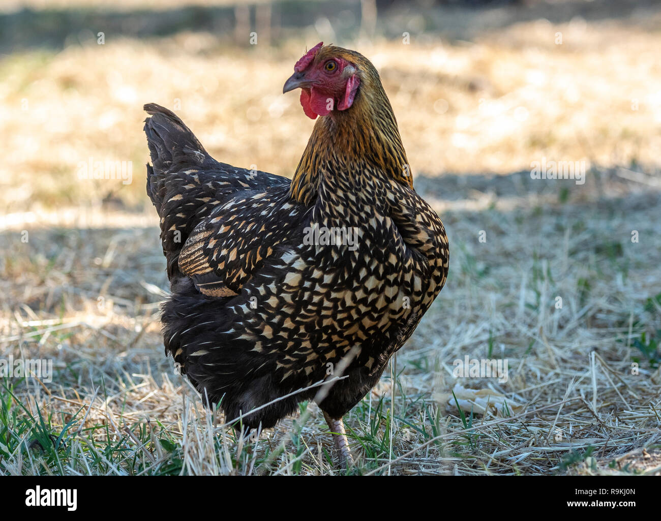 Golden Laced Wyandotte hen chicken Stock Photo