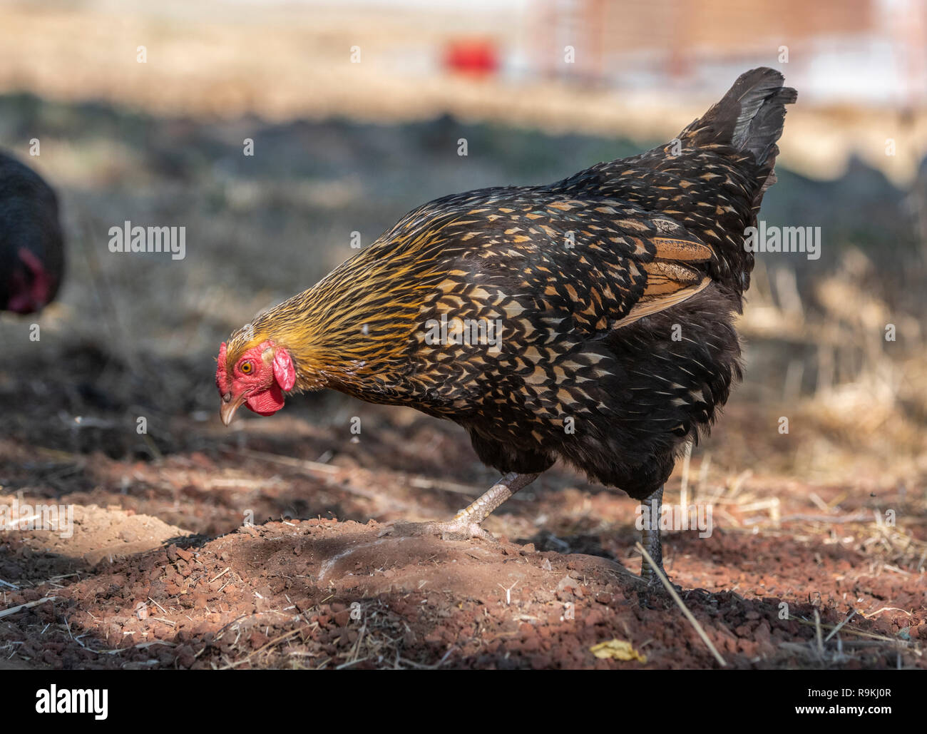 Golden Laced Wyandotte hen chicken Stock Photo