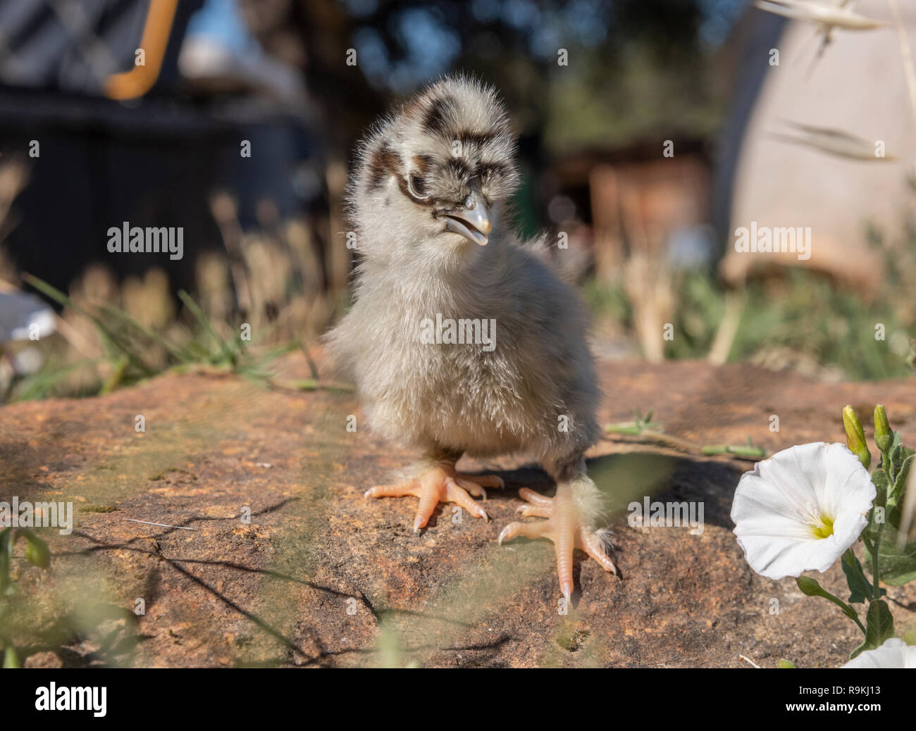 Baby chick in yard vegetation Stock Photo