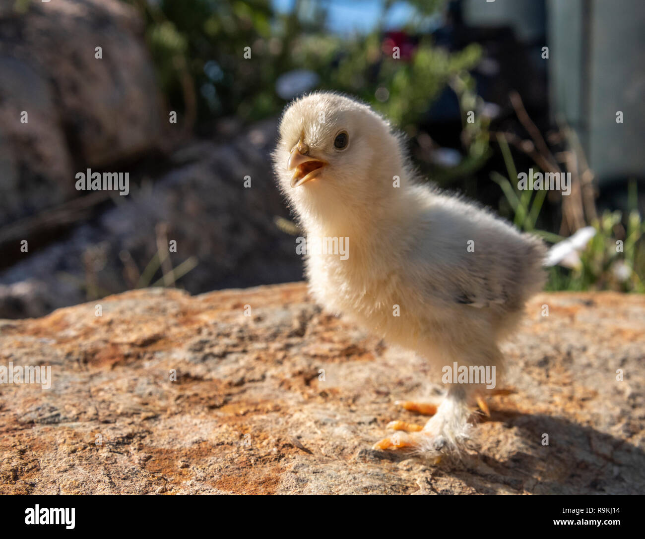 Baby chick in yard vegetation Stock Photo
