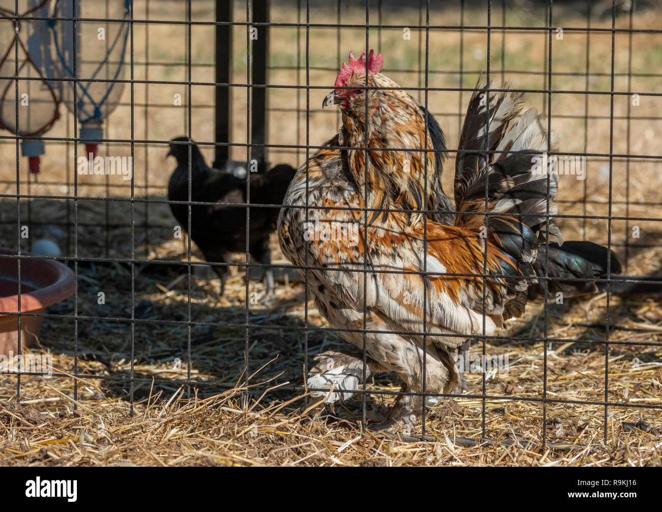 Calico Fluer rooster chicken in pen Stock Photo