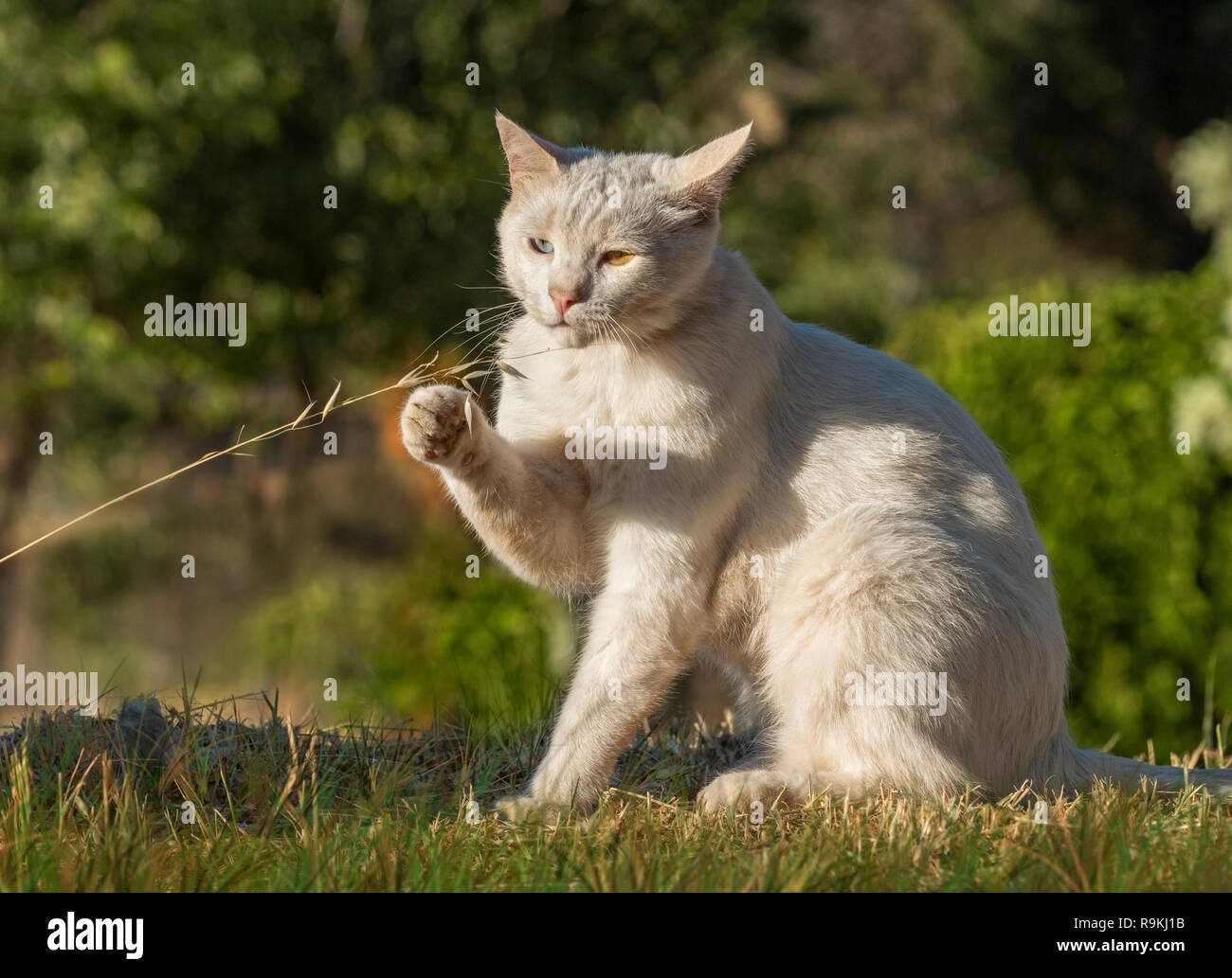 Cat playing with grass hi-res stock photography and images - Alamy