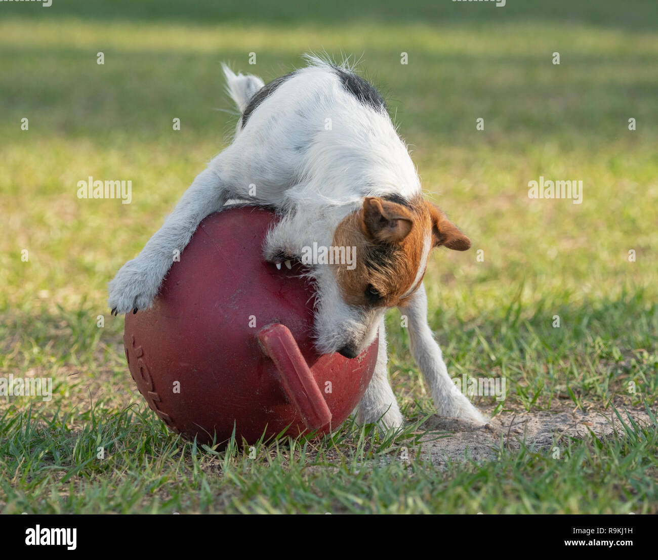 Jack Russel Terrier dog tries to bite large Jolly ball Stock Photo