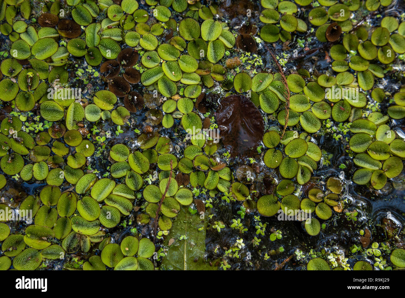Salvinia minima is a species of aquatic, floating fern that grows on the surface of still waterways. It is usually referred to as common salvinia or w Stock Photo