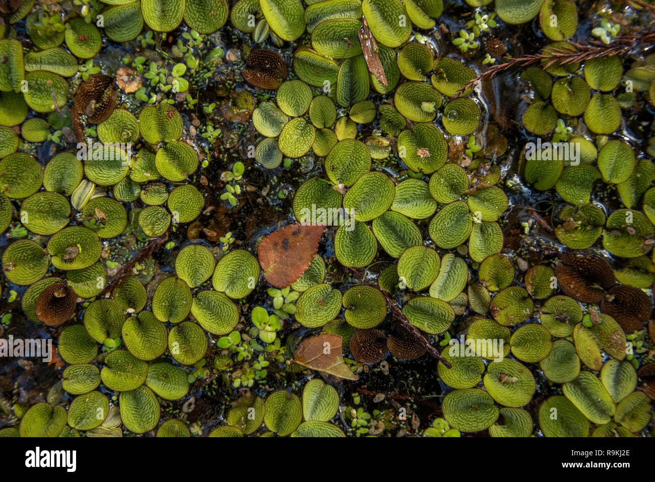 Salvinia minima is a species of aquatic, floating fern that grows on the surface of still waterways. It is usually referred to as common salvinia or w Stock Photo