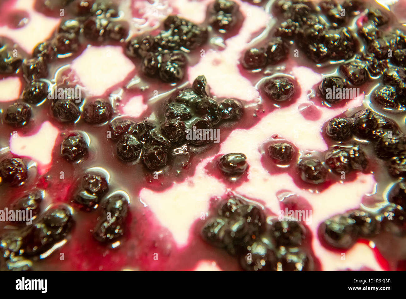 Homemade blueberry Panna Cotta, blueberries on topping, closeup, selective focus, dessert cooking concept Stock Photo