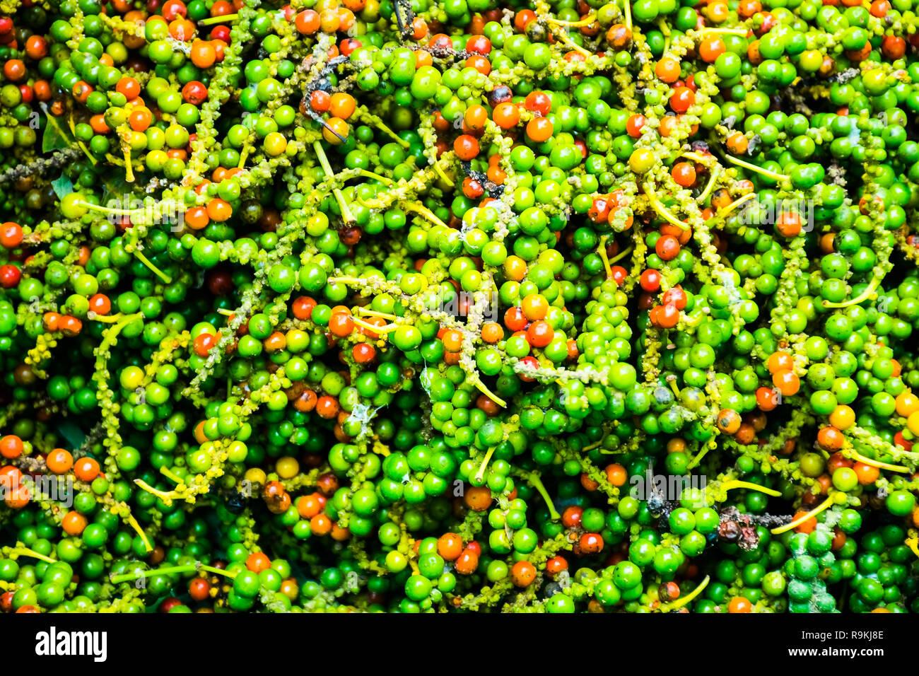 Red and green pepper, Pepper Garden Farm, Phu Quoc Island in Vietnam