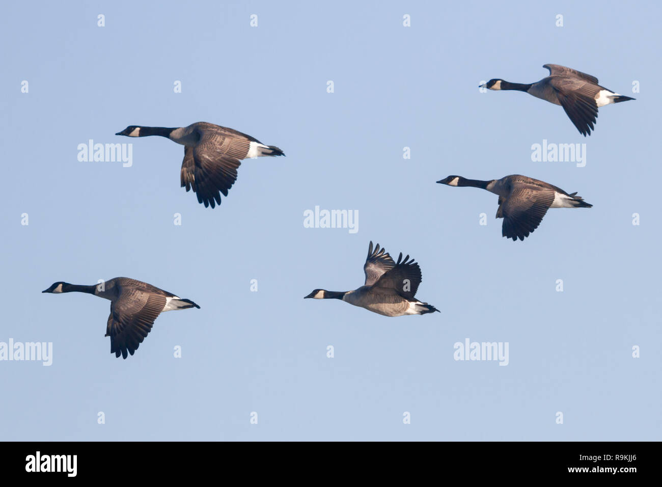 Side view of 5 Canada geese flying together against a clear, light blue sky, showing wings, on fall day in Alberta, Canada Stock Photo