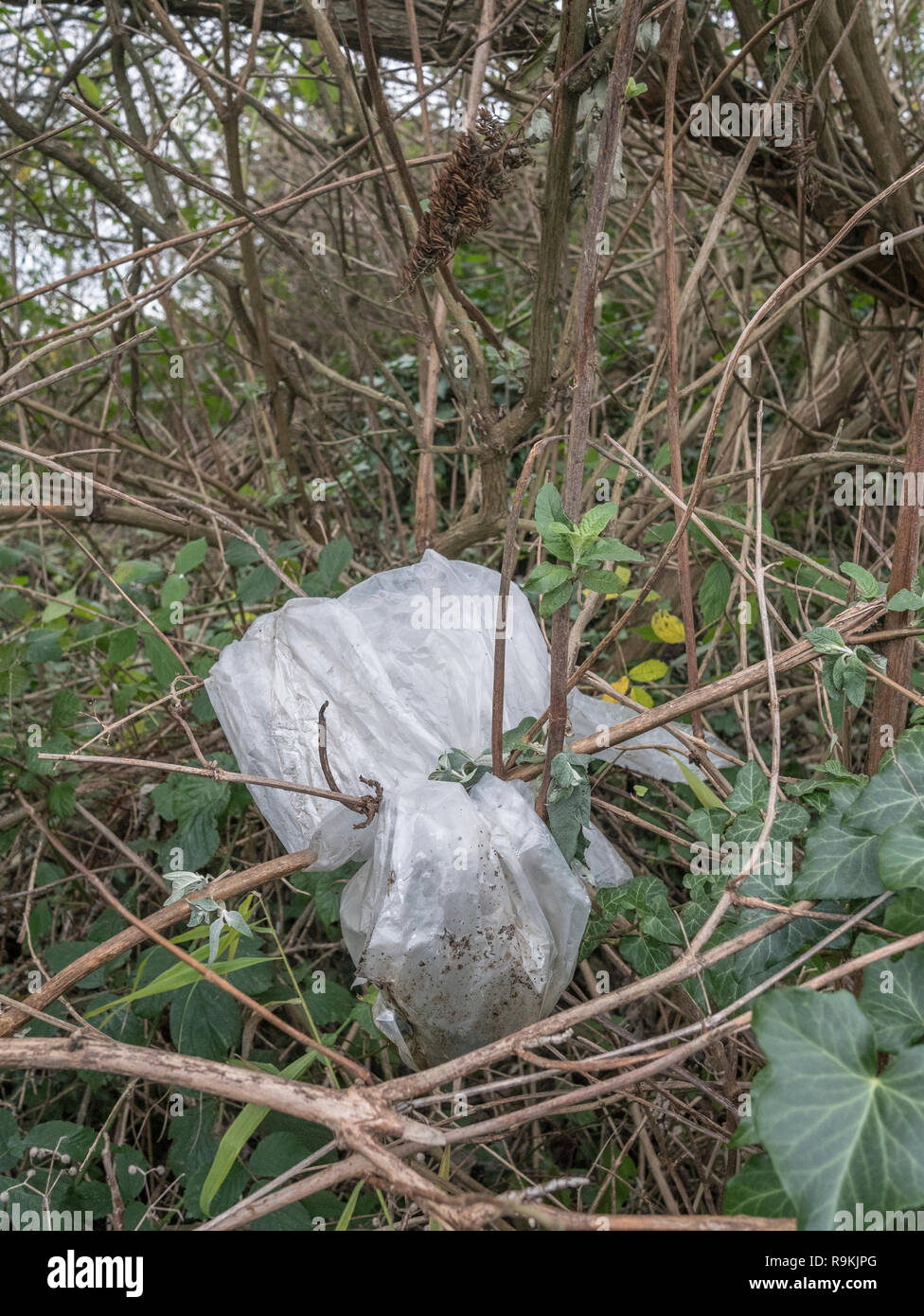 Plastic sheet discarded in rural hedgerow. Metaphor plastic pollution, environmental pollution, war on plastic waste, plastic rubbish. Stock Photo