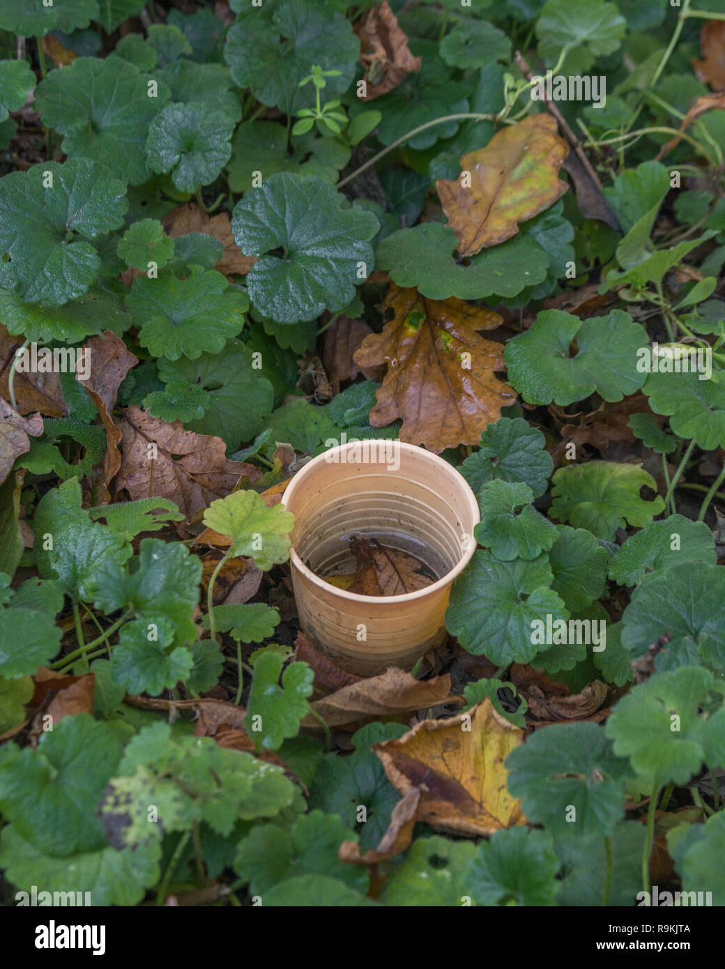 PTFE plastic takeaway coffee cup discarded in rural hedgerow. Metaphor plastic pollution, environmental pollution, war on plastic waste. Stock Photo