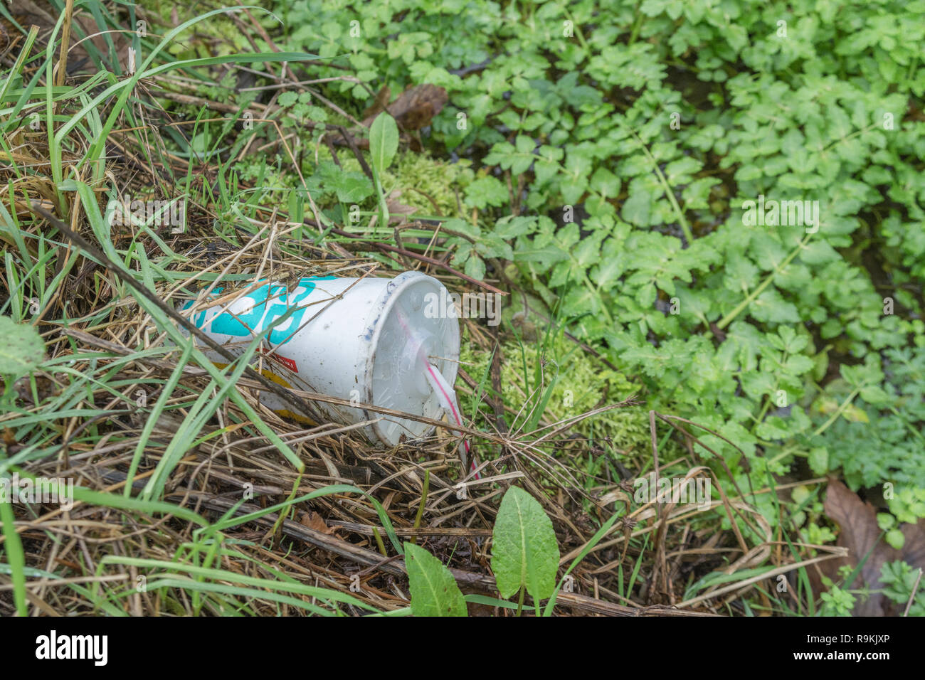 Takeaway coffee cup discarded in rural hedgerow ditch. Metaphor plastic pollution, environmental pollution, war on plastic waste, plastic rubbish. Stock Photo
