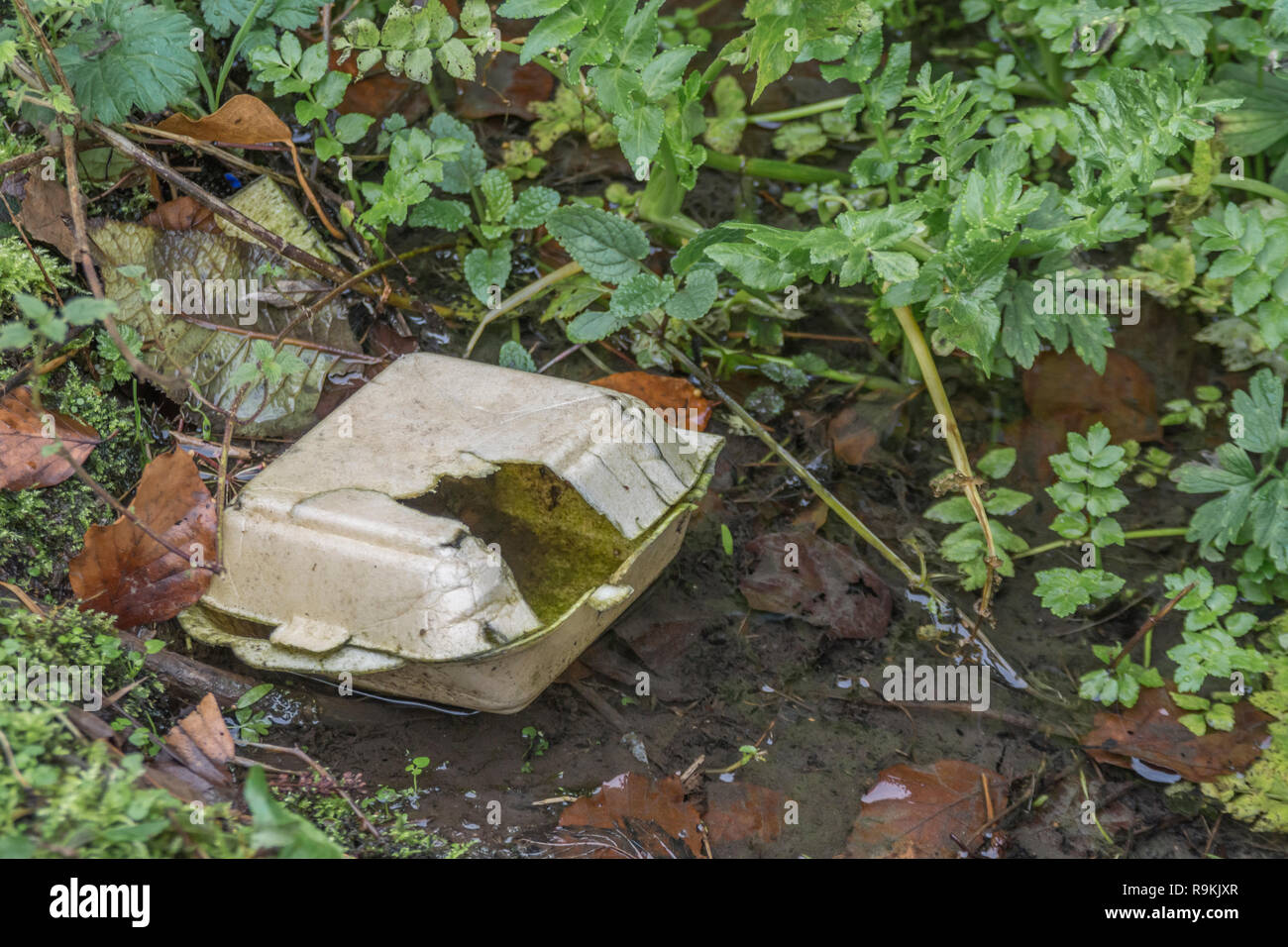 Polystyrene takeaway food box in rural hedgerow ditch. Plastic pollution, takeaway food packaging, environmental pollution, single-use plastic ban. Stock Photo
