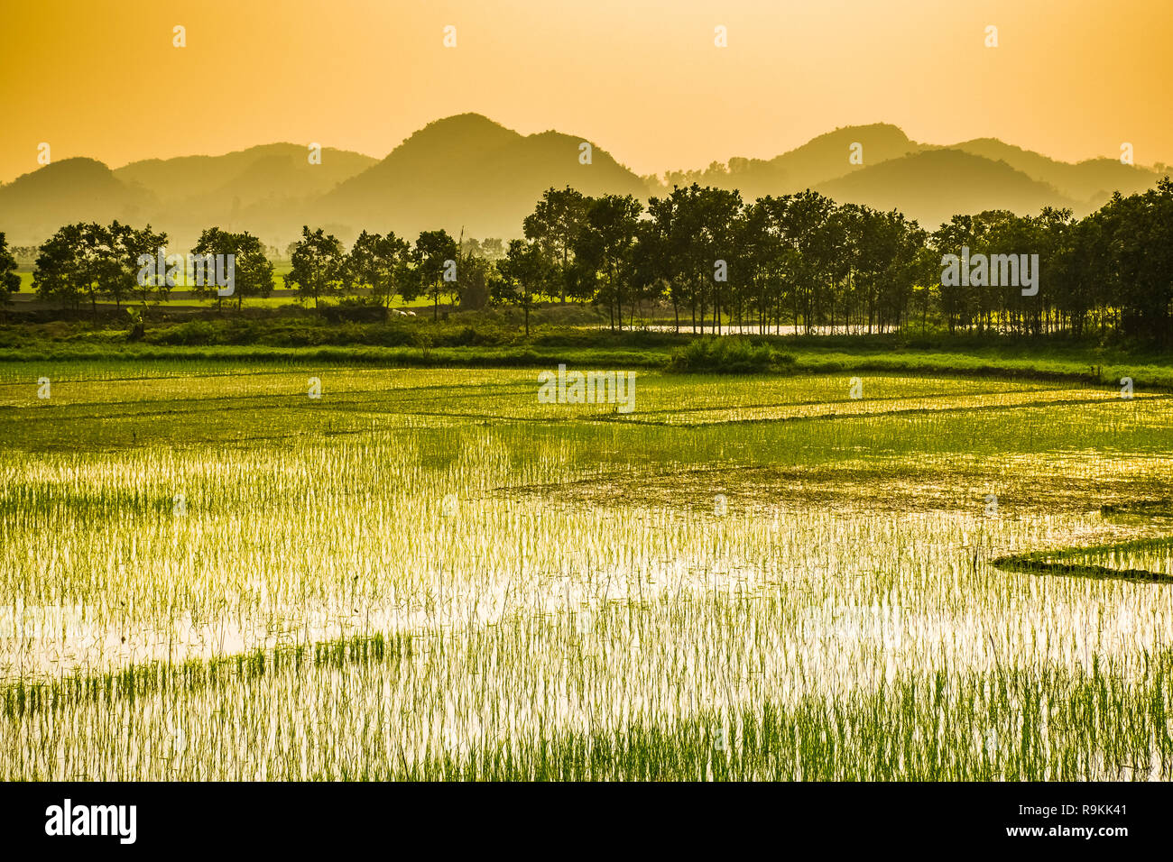 Rice field, Trang An in Ninh Binh in Vietnam landscapes Stock Photo