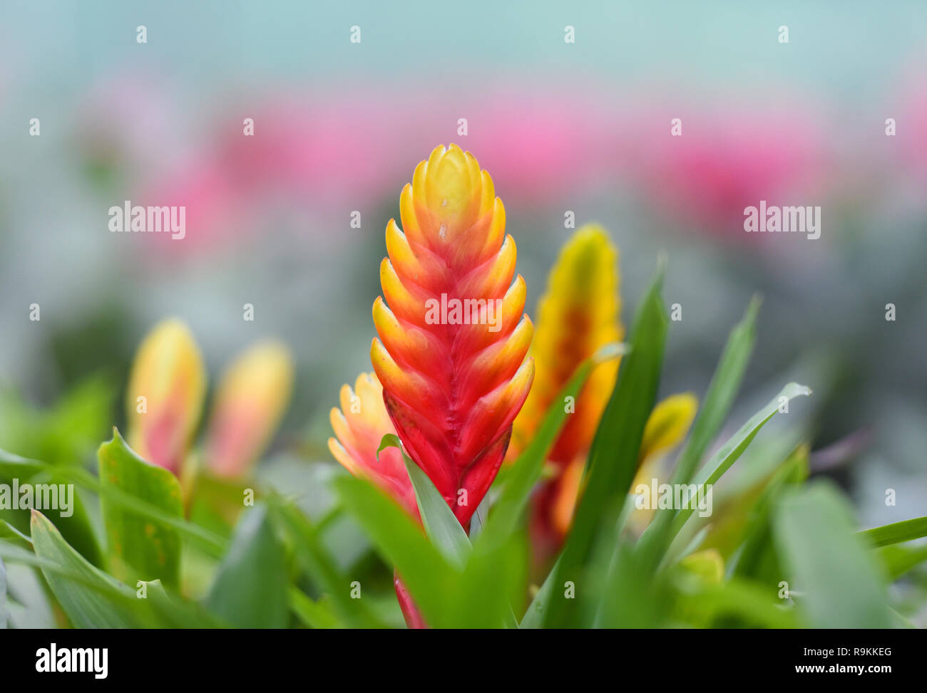 Bromeliad flower / Beautiful red and yellow bromeliad in garden nursery on pink plants background Stock Photo