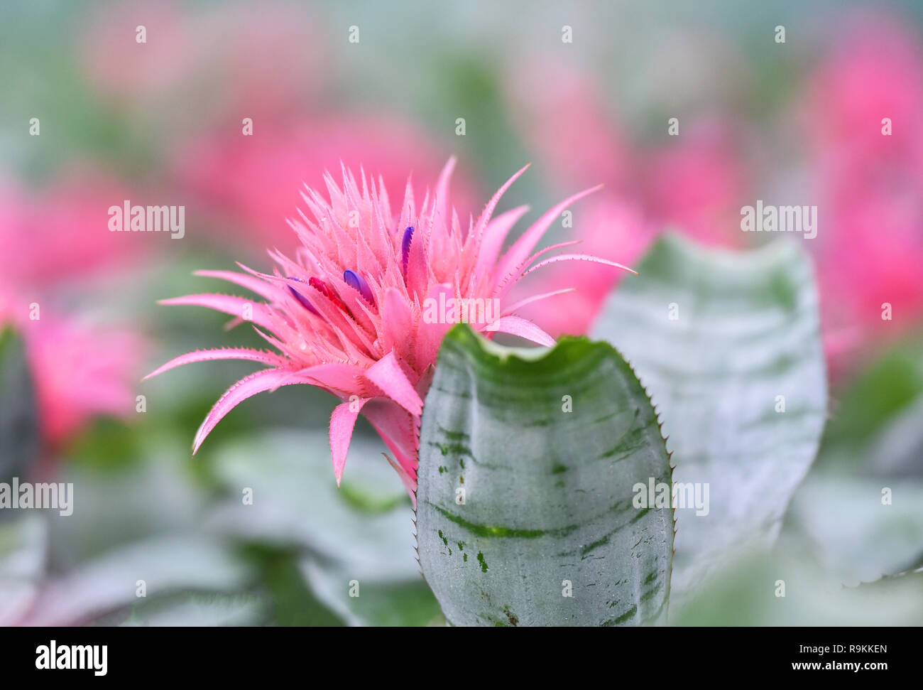 Pink bromeliad flower in garden nursery on pink plants background / Aechmea fasciata Bromeliad Stock Photo