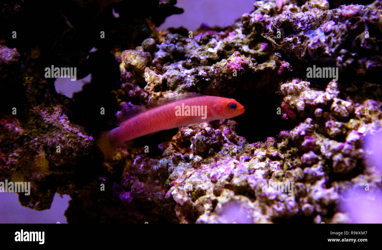 Elongate Dottyback - (Pseudochromis elongatus Stock Photo - Alamy
