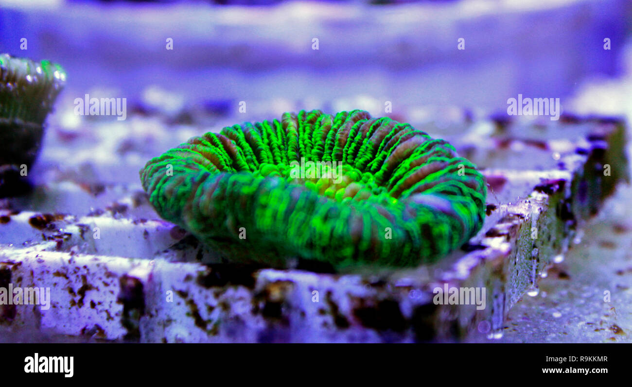 Isolated Open brain LPS coral Stock Photo
